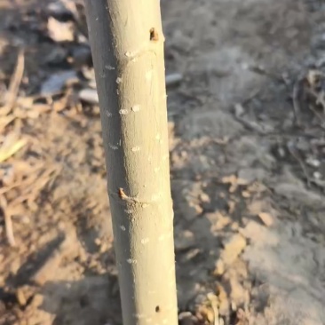 绿杆中林速生杨树苗