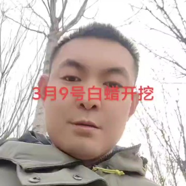 速生白蜡