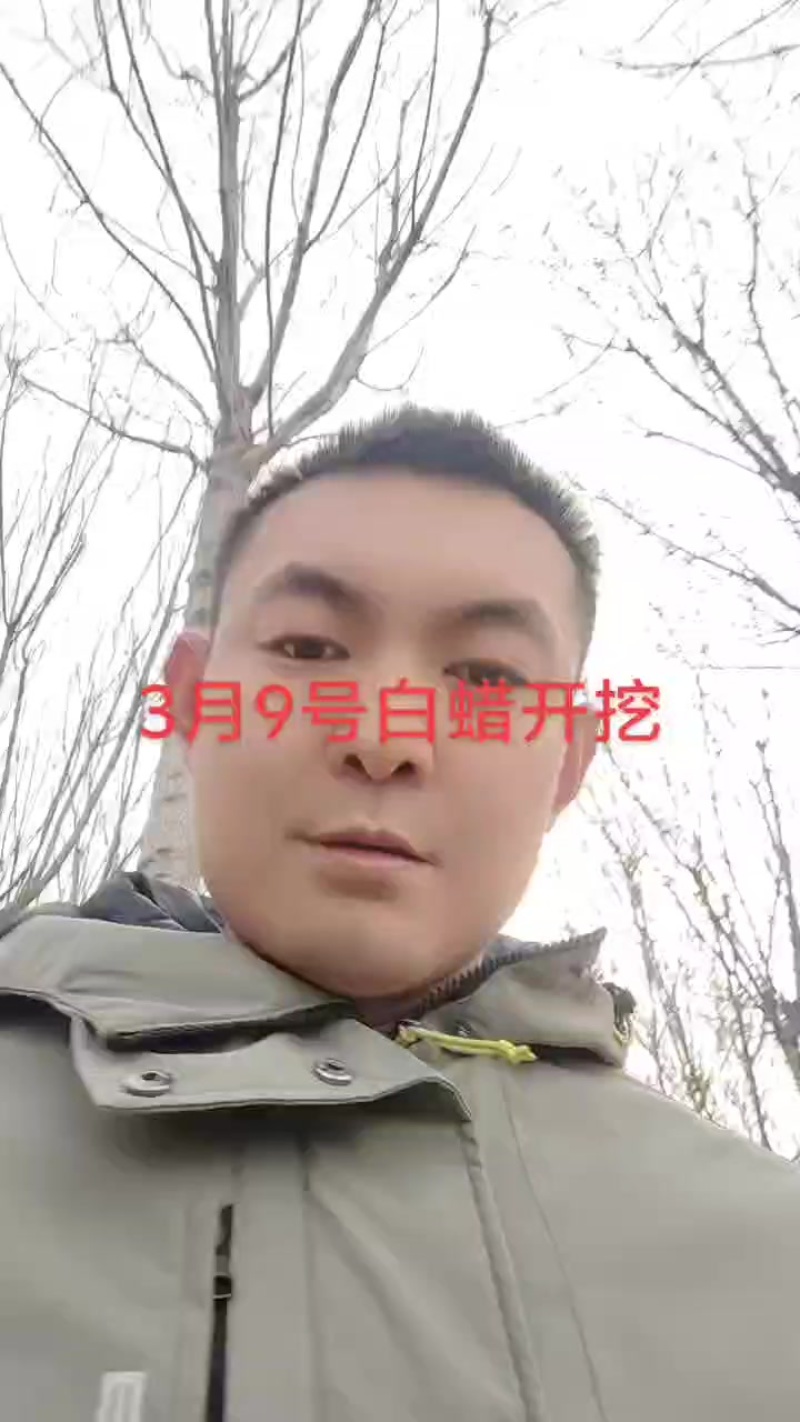 速生白蜡
