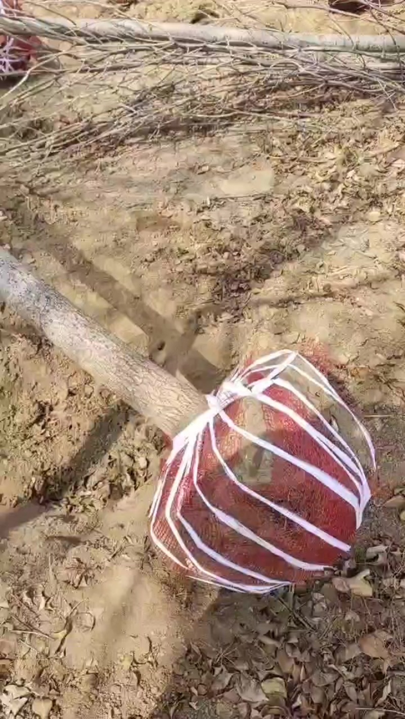 速生白蜡