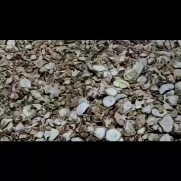 阳春无疏沙姜干