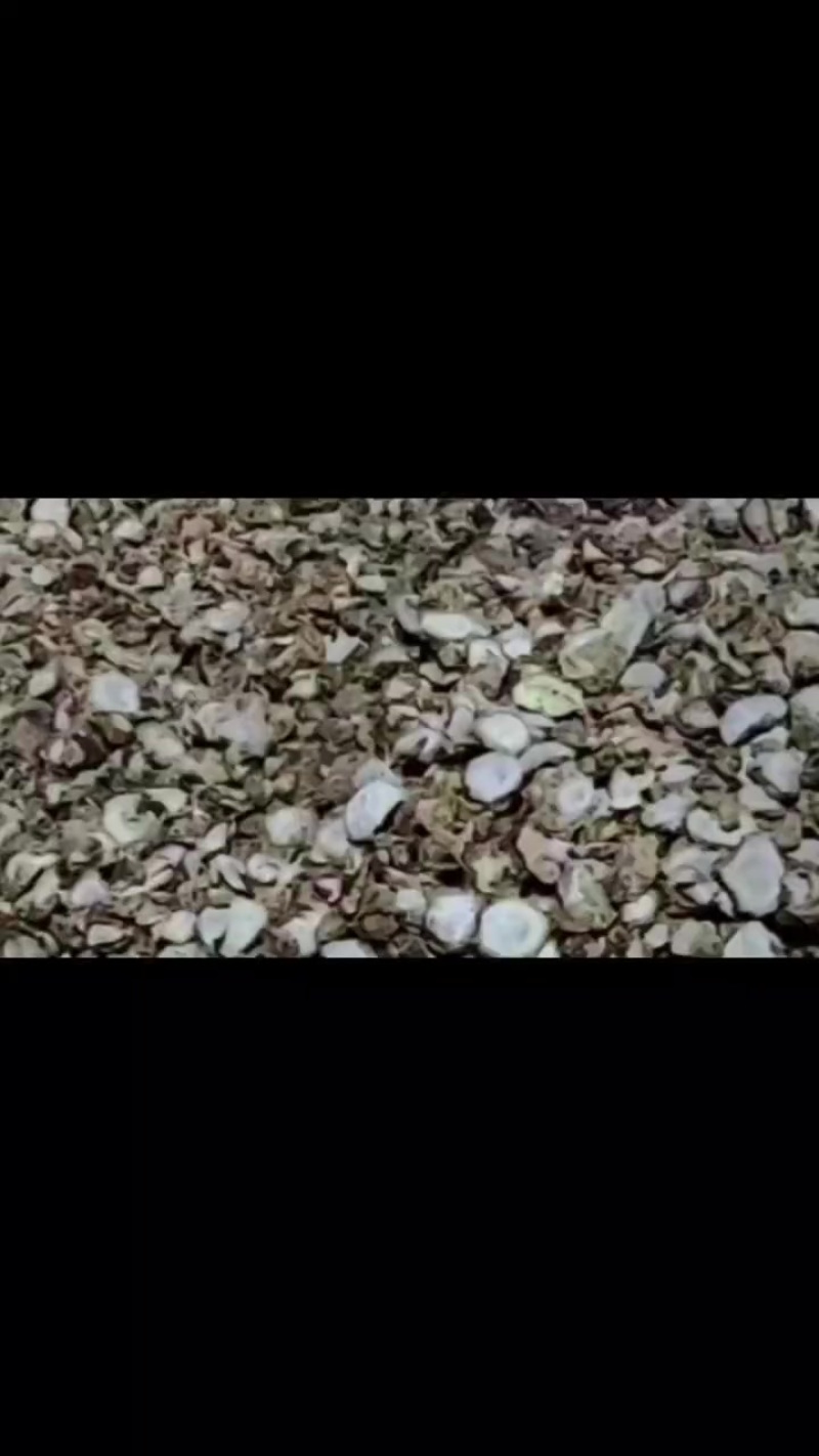 阳春无疏沙姜干