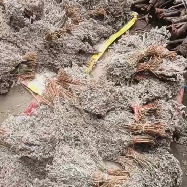 广西五色糯米饭花麦