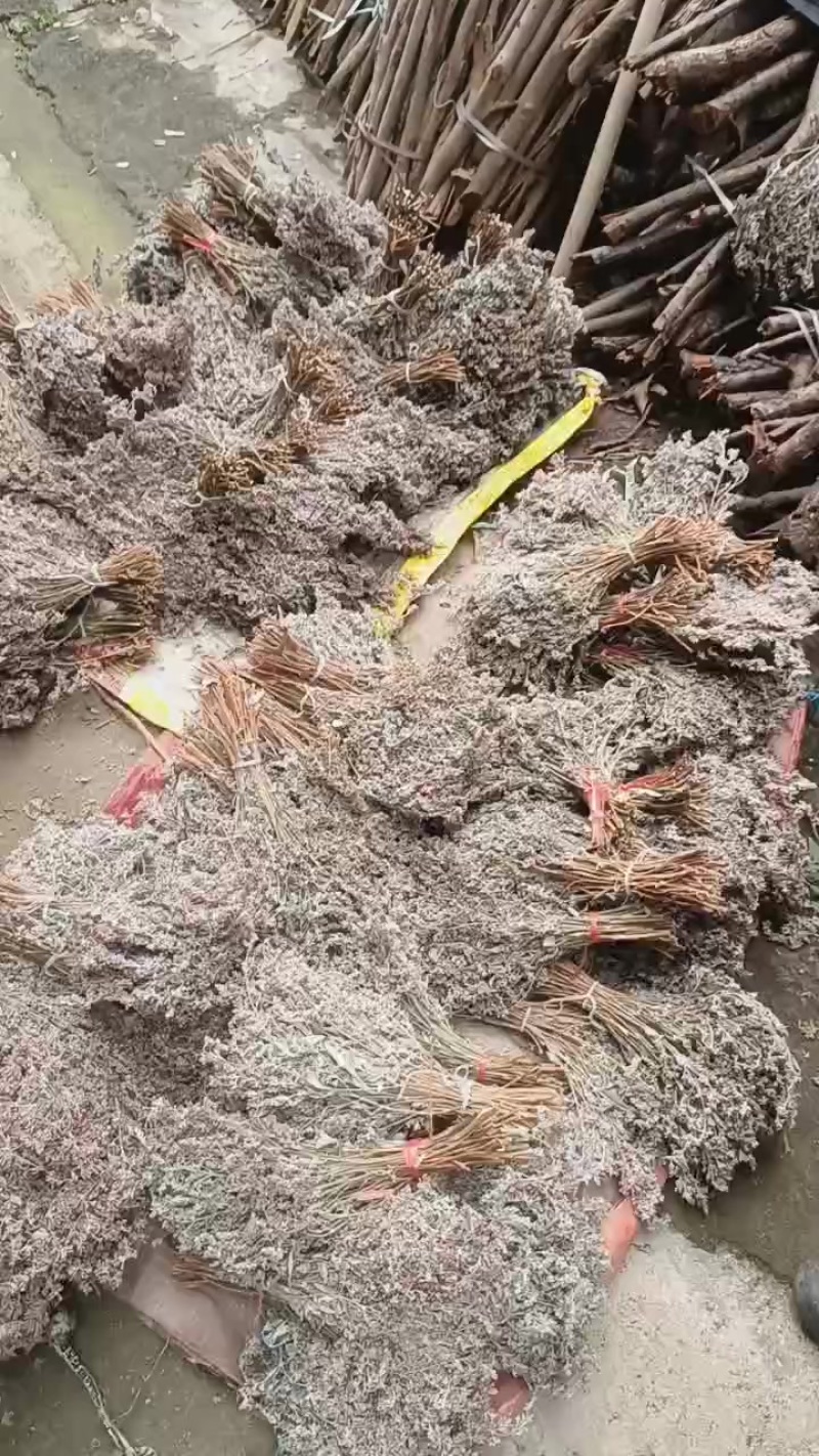 广西五色糯米饭花麦