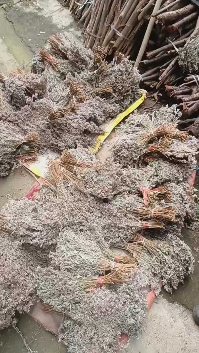 广西五色糯米饭花麦