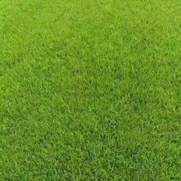 各种草坪出售，马尼拉，混播，四季青