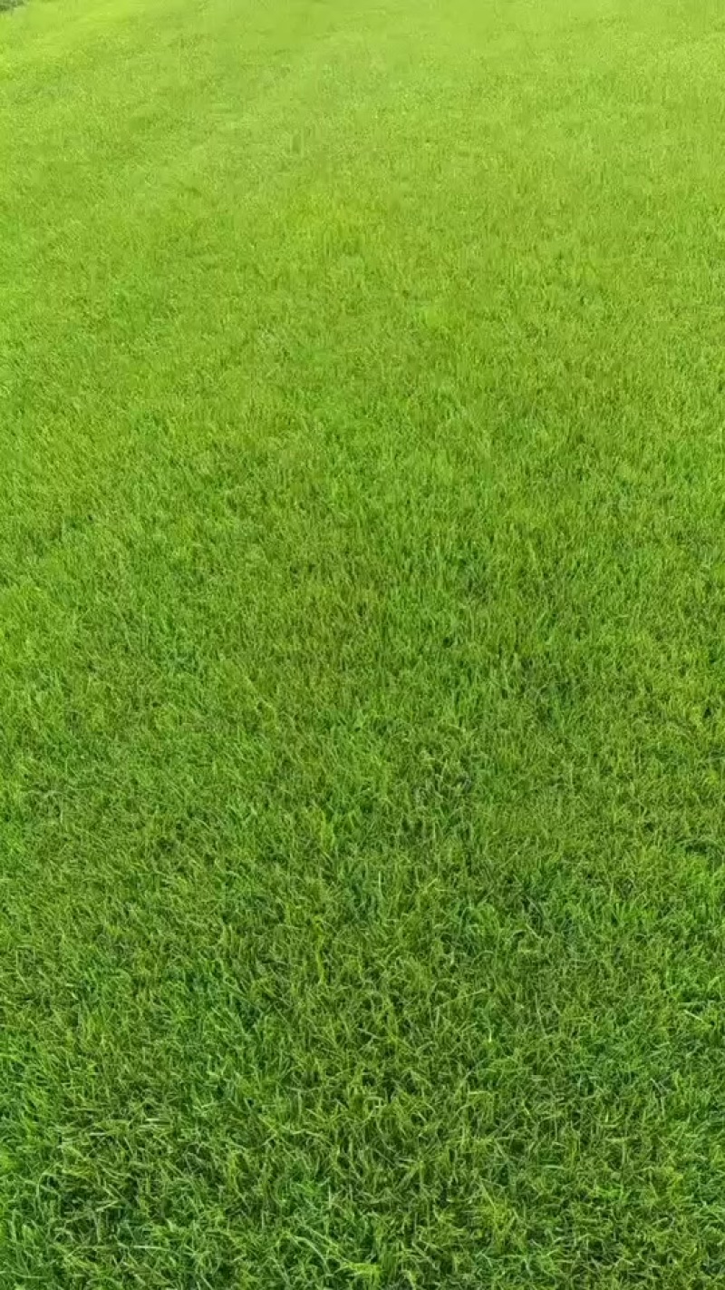 各种草坪出售，马尼拉，混播，四季青