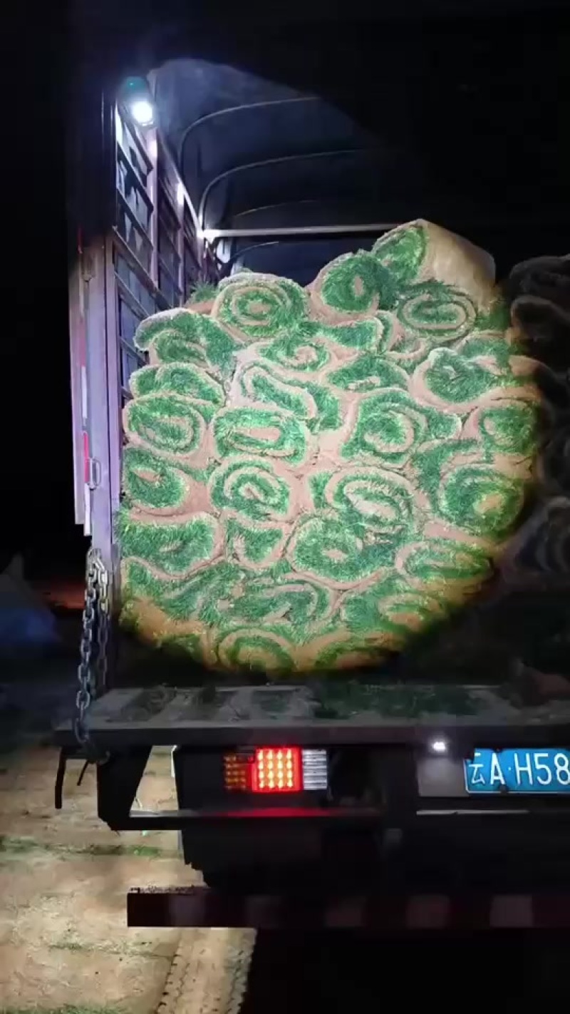 各种草坪出售，马尼拉，混播，四季青