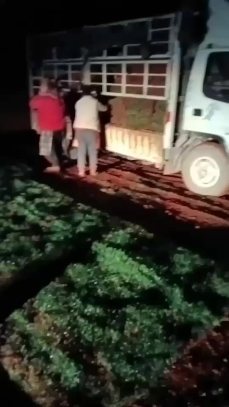 各种草坪出售，马尼拉，混播，四季青