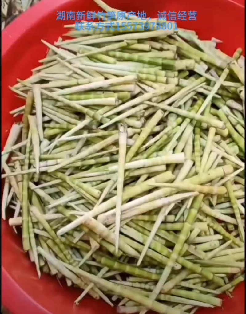 出售各类竹笋