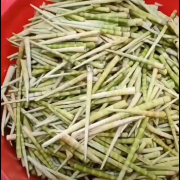 出售各类竹笋