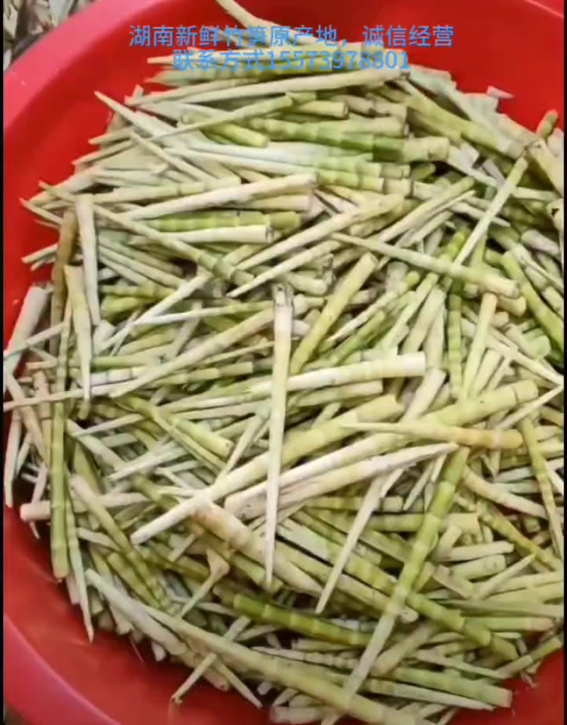 出售各类竹笋