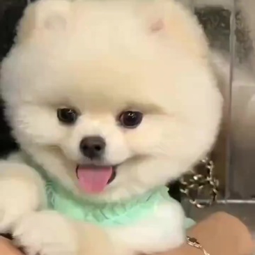 省花独宠卖狗狗