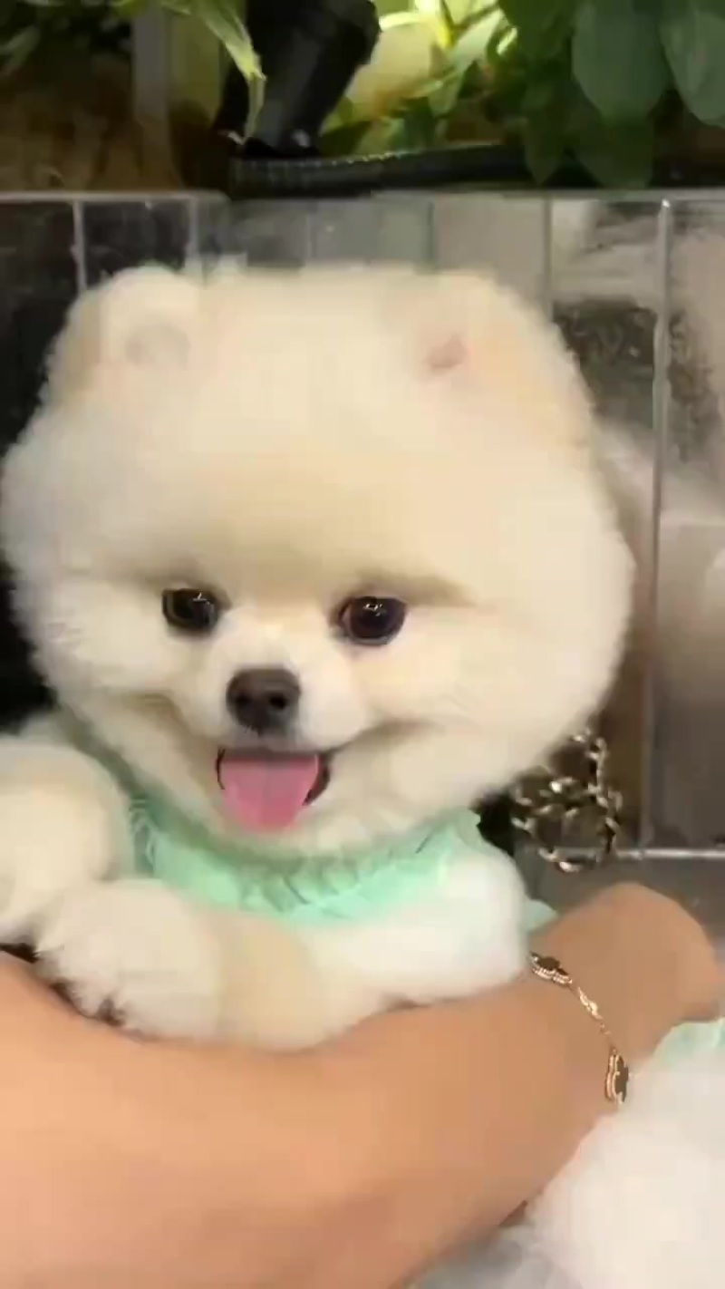 省花独宠卖狗狗