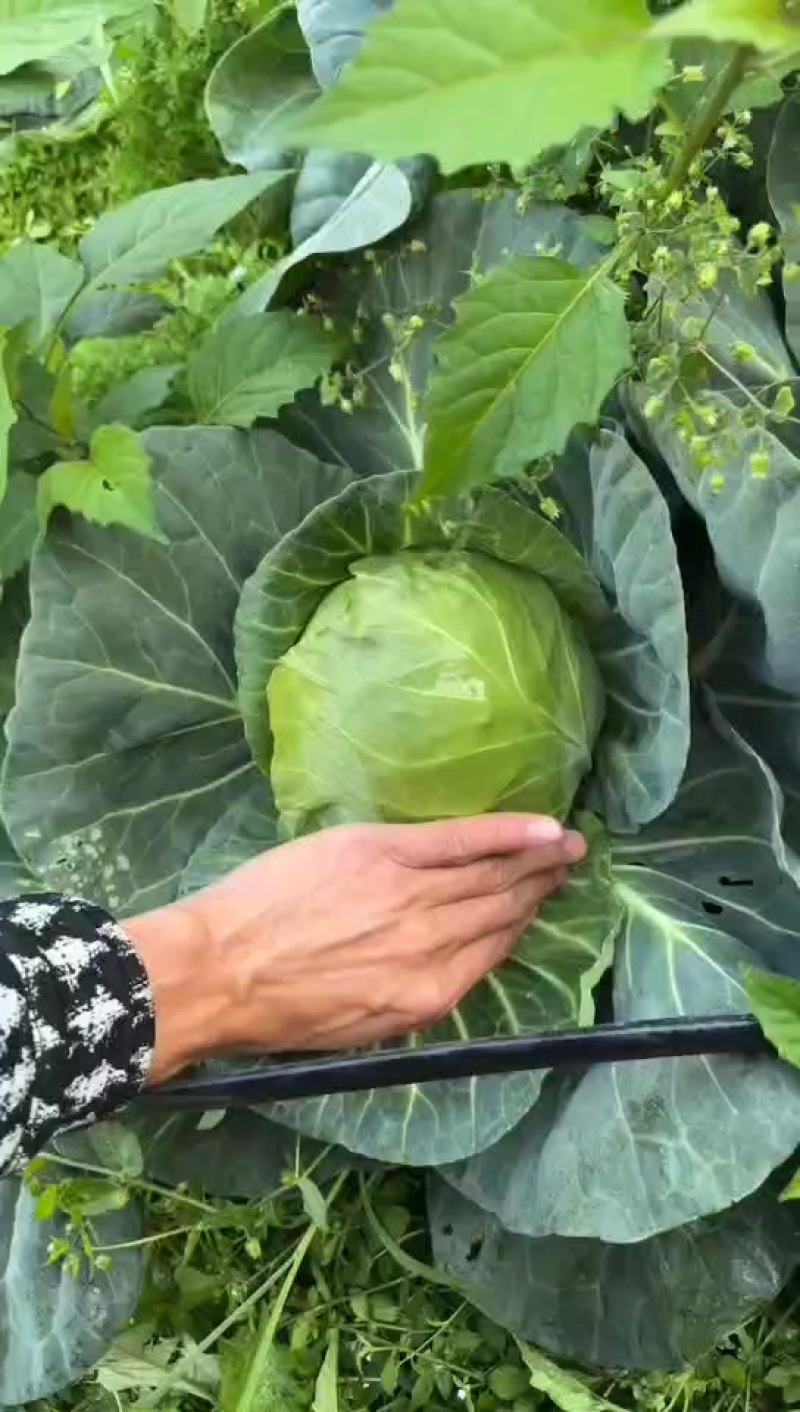 精品甘蓝。大量有货，价格超低，质量保证。需要的老板联系。