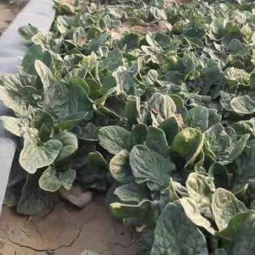 精品菠菜