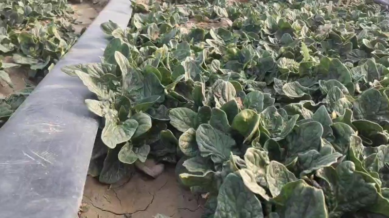 精品菠菜
