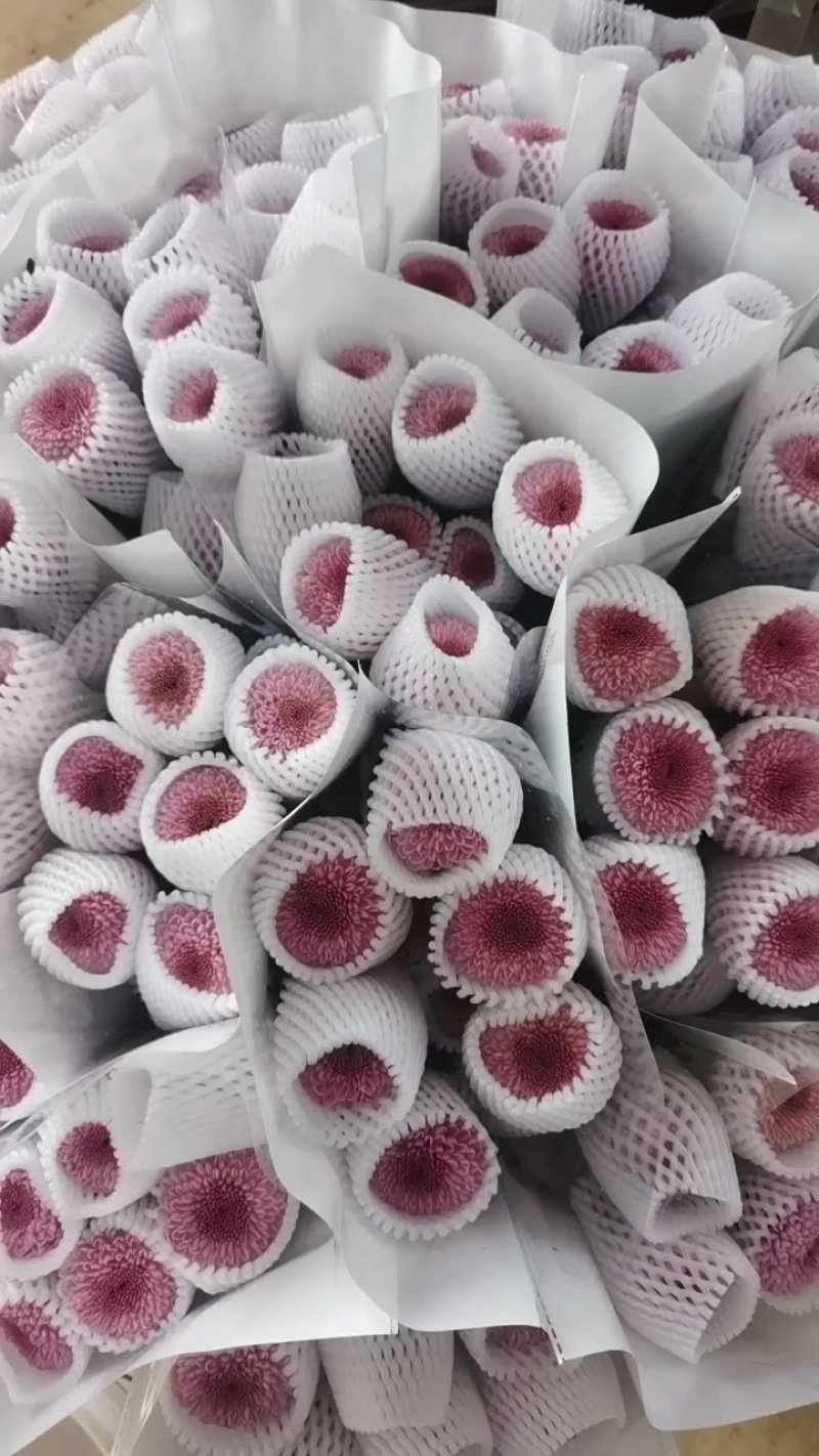 乒乓菊