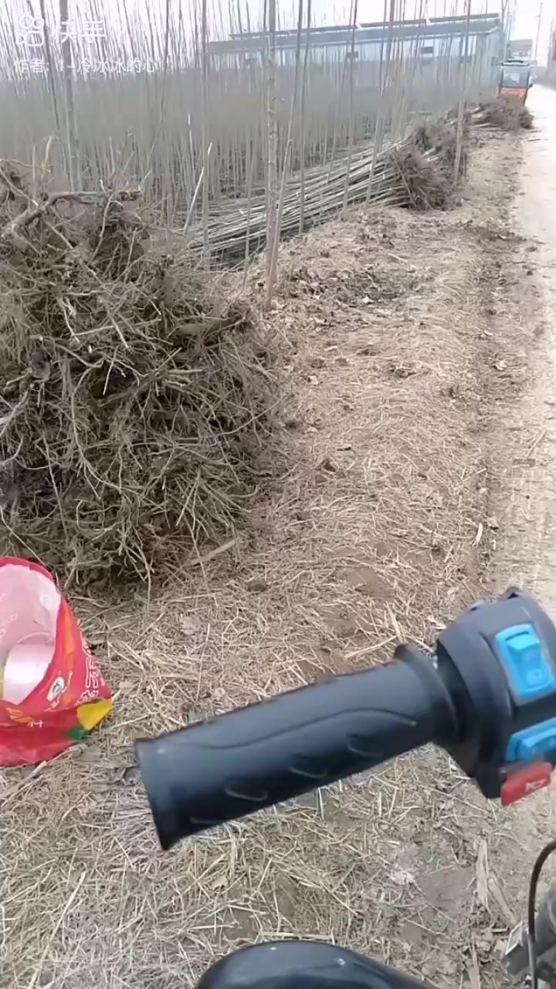 107速生杨！千余亩