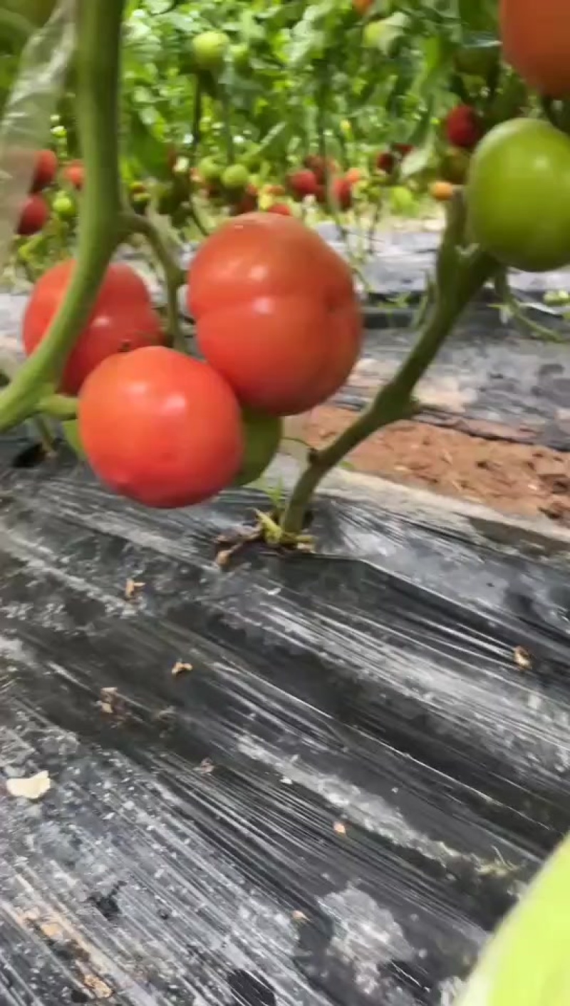 预售番茄