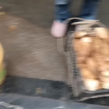 桂林市灌阳县文市镇，纯野生冬笋