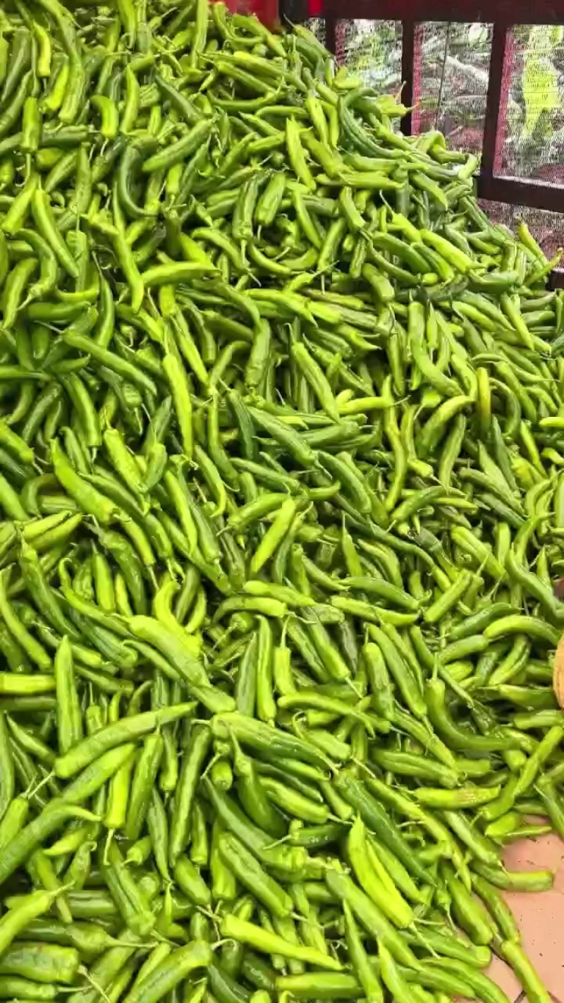广东青尖椒大量上市