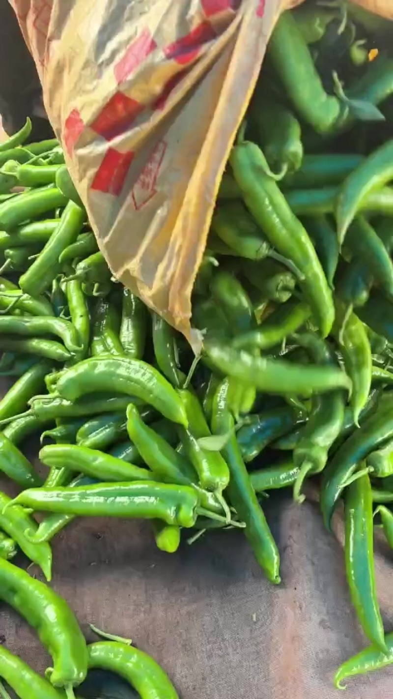 广东青尖椒大量上市