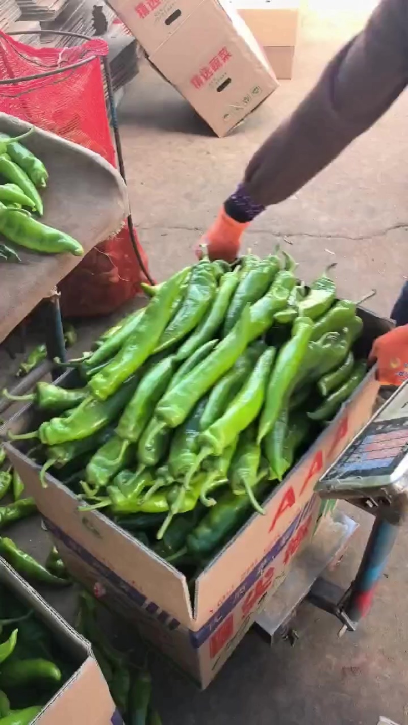 广东青尖椒大量上市