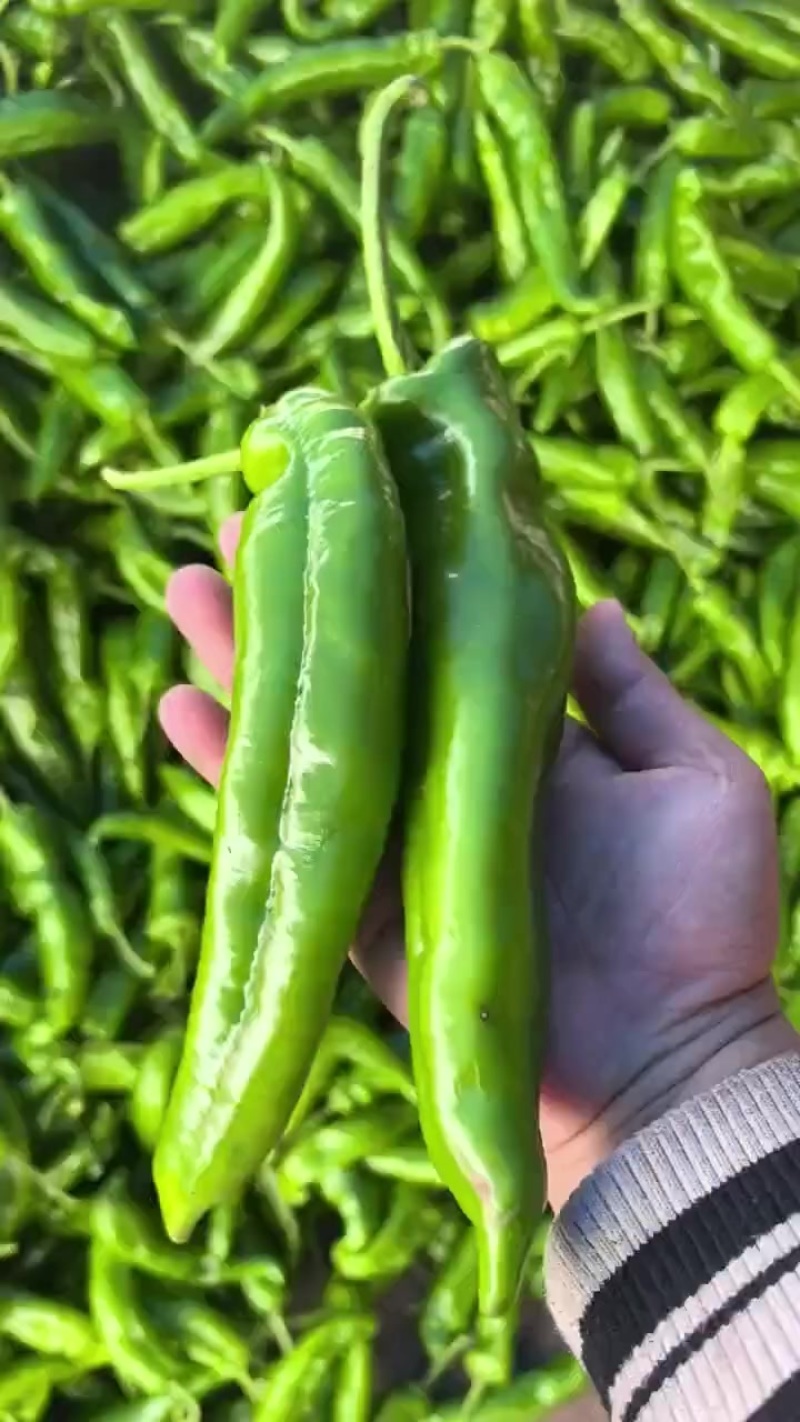 广东青尖椒大量上市