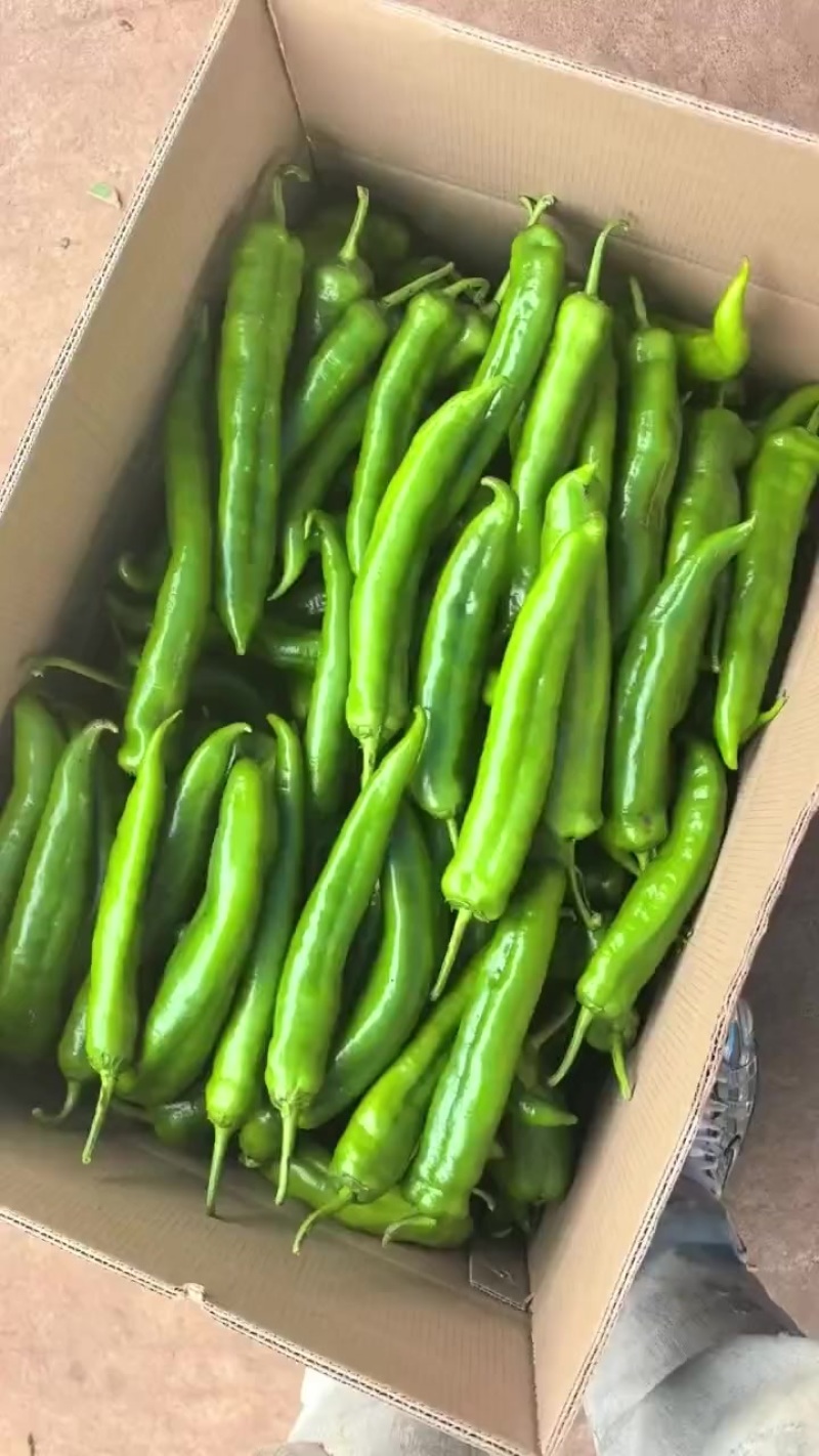 广东青尖椒大量上市