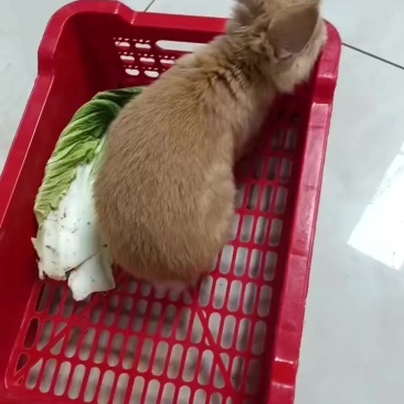 宠物兔
