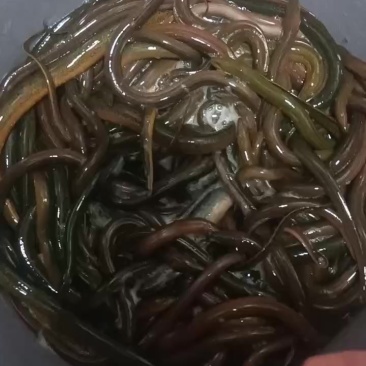 土黄鳝