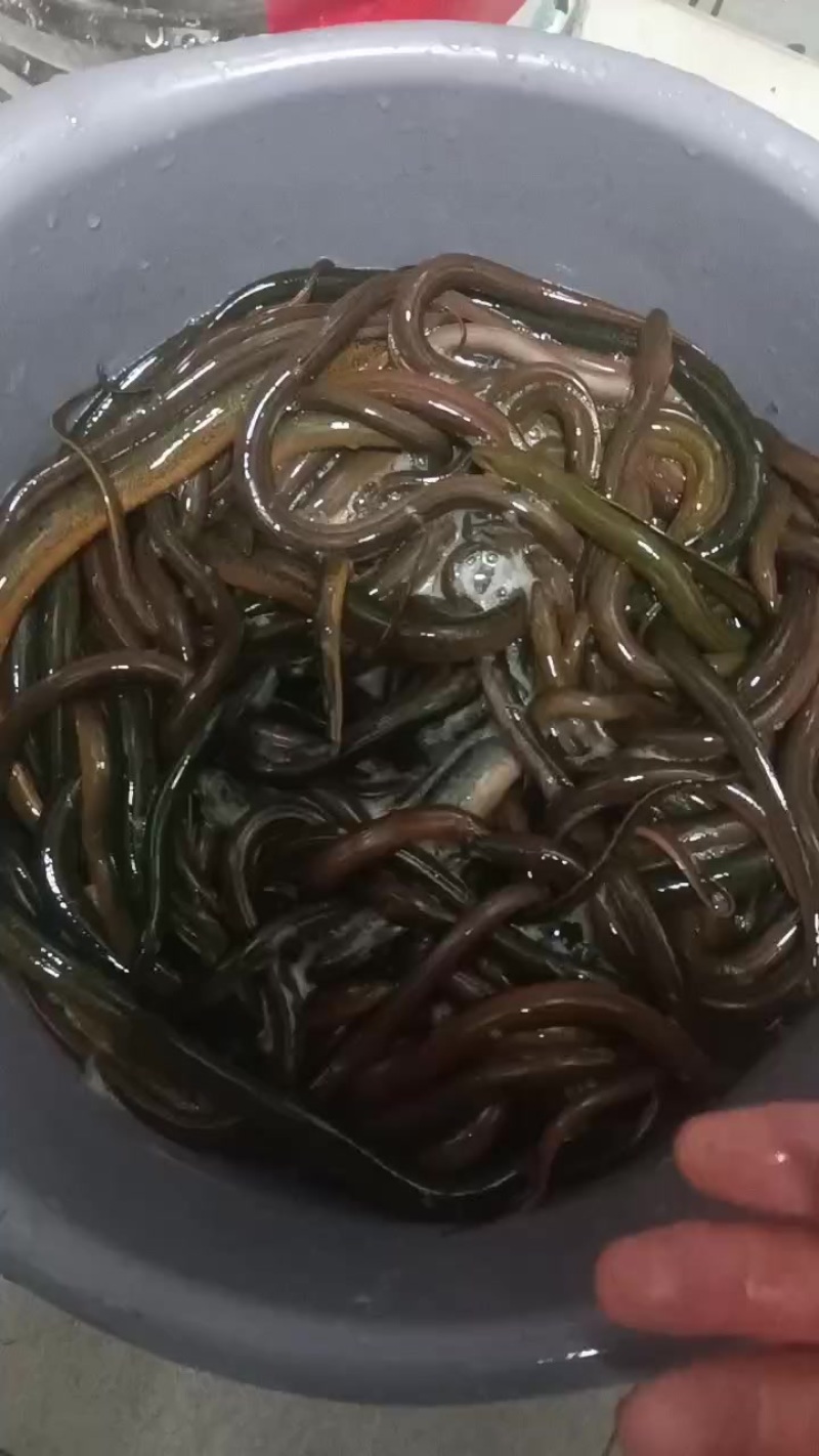土黄鳝