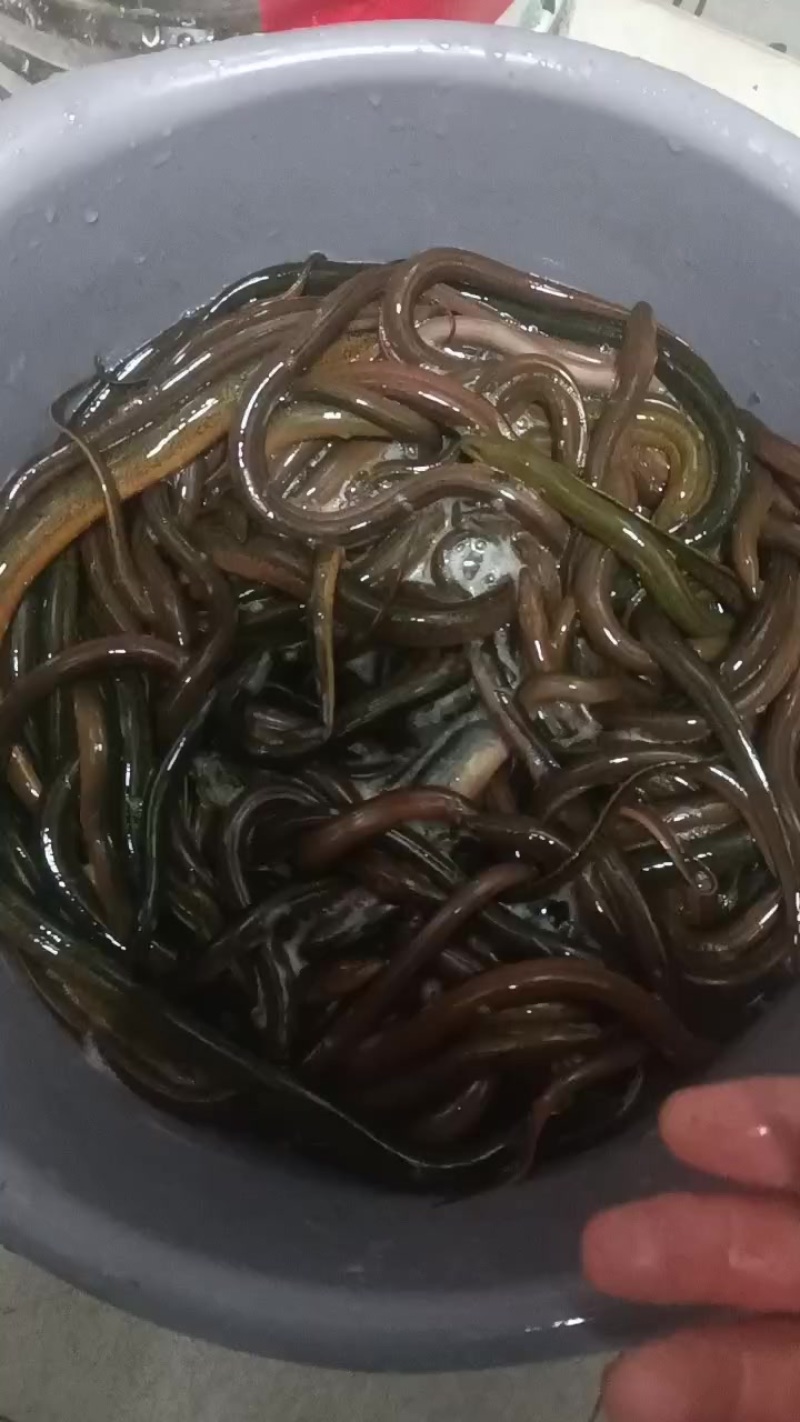 土黄鳝
