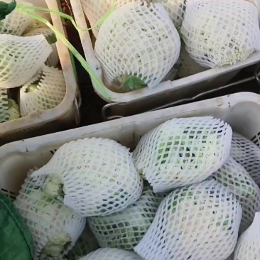 云南松花