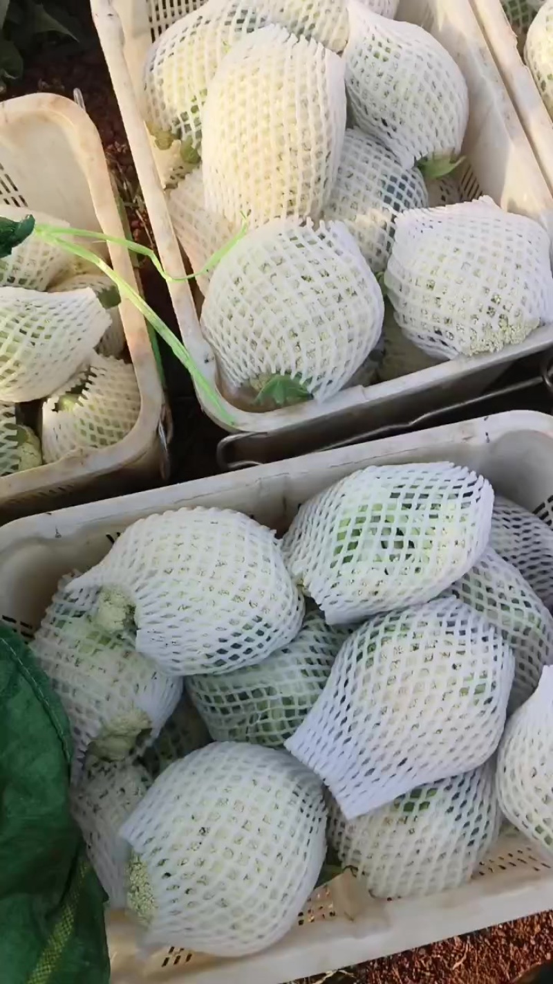 云南松花