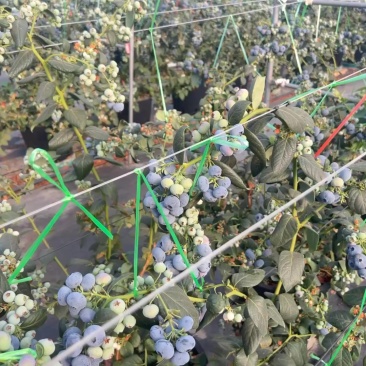 云南澄江基地蓝莓各规格都有