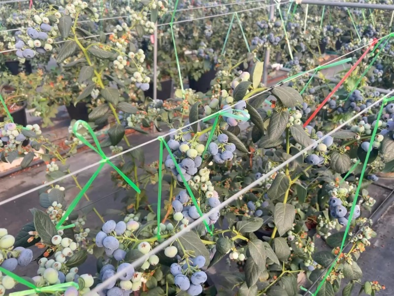 云南澄江基地蓝莓各规格都有