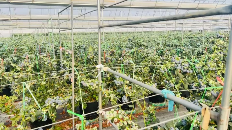 云南澄江基地蓝莓各规格都有