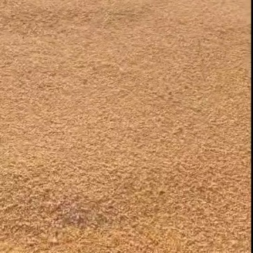 东北湿玉米，水分20，毒素不超，0霉变