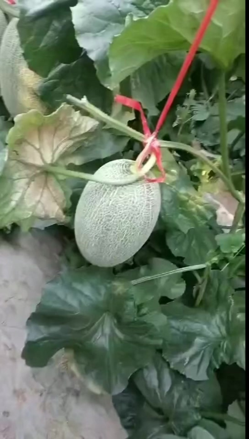 小蜜大量供应商超，市场，社区平台，量大质优