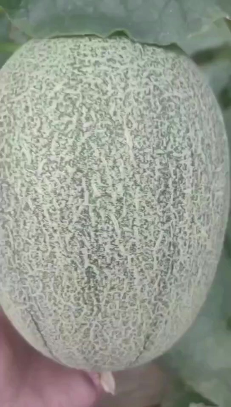 小蜜大量供应商超，市场，社区平台，量大质优