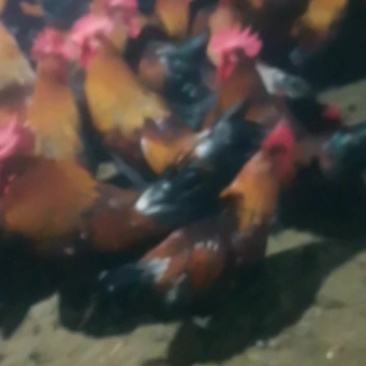 广西黑瑶老鸡