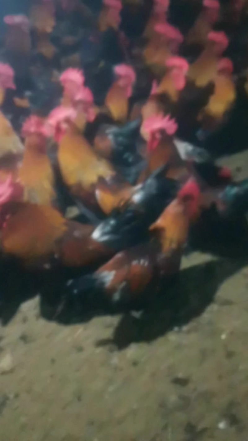 广西黑瑶老鸡