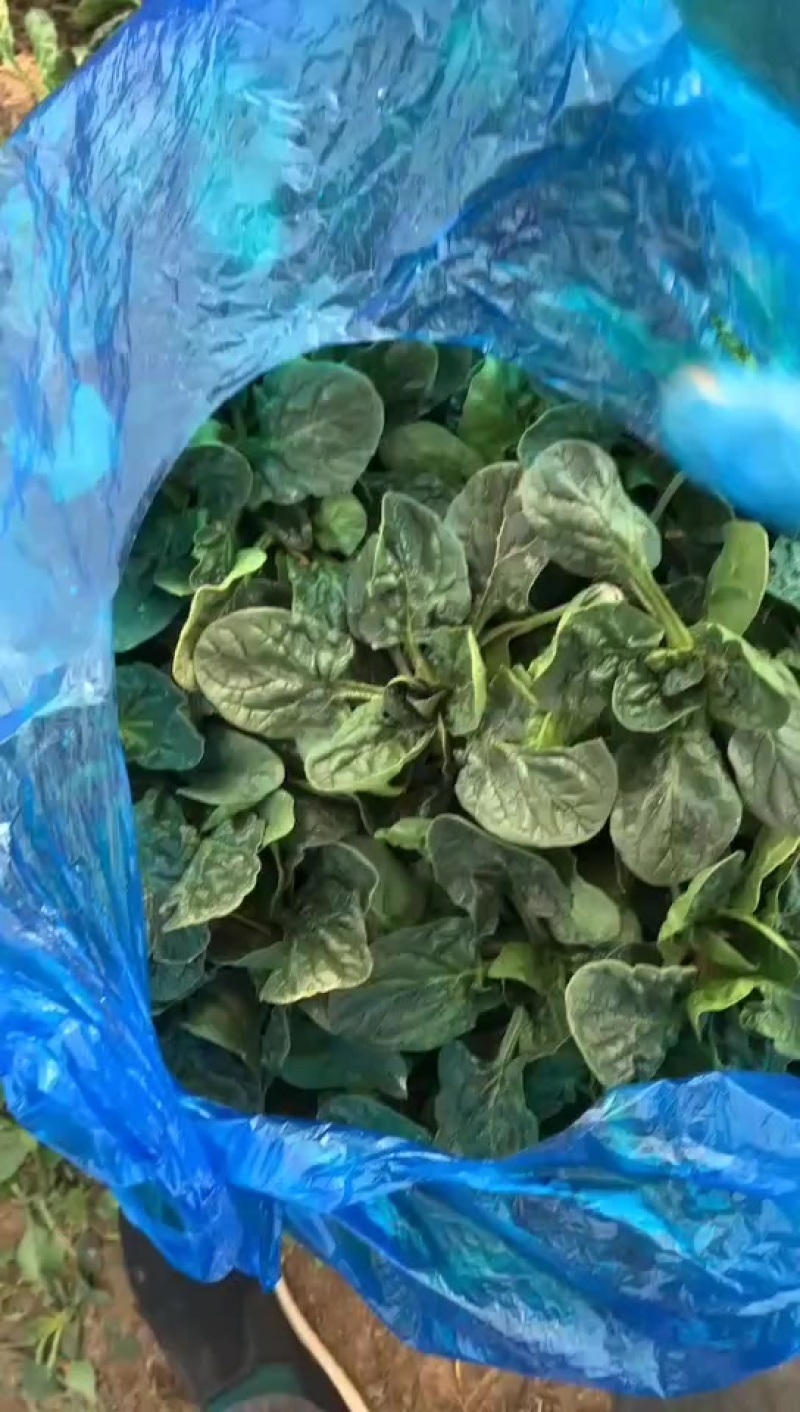 踏地菠菜供商超农贸电商平台