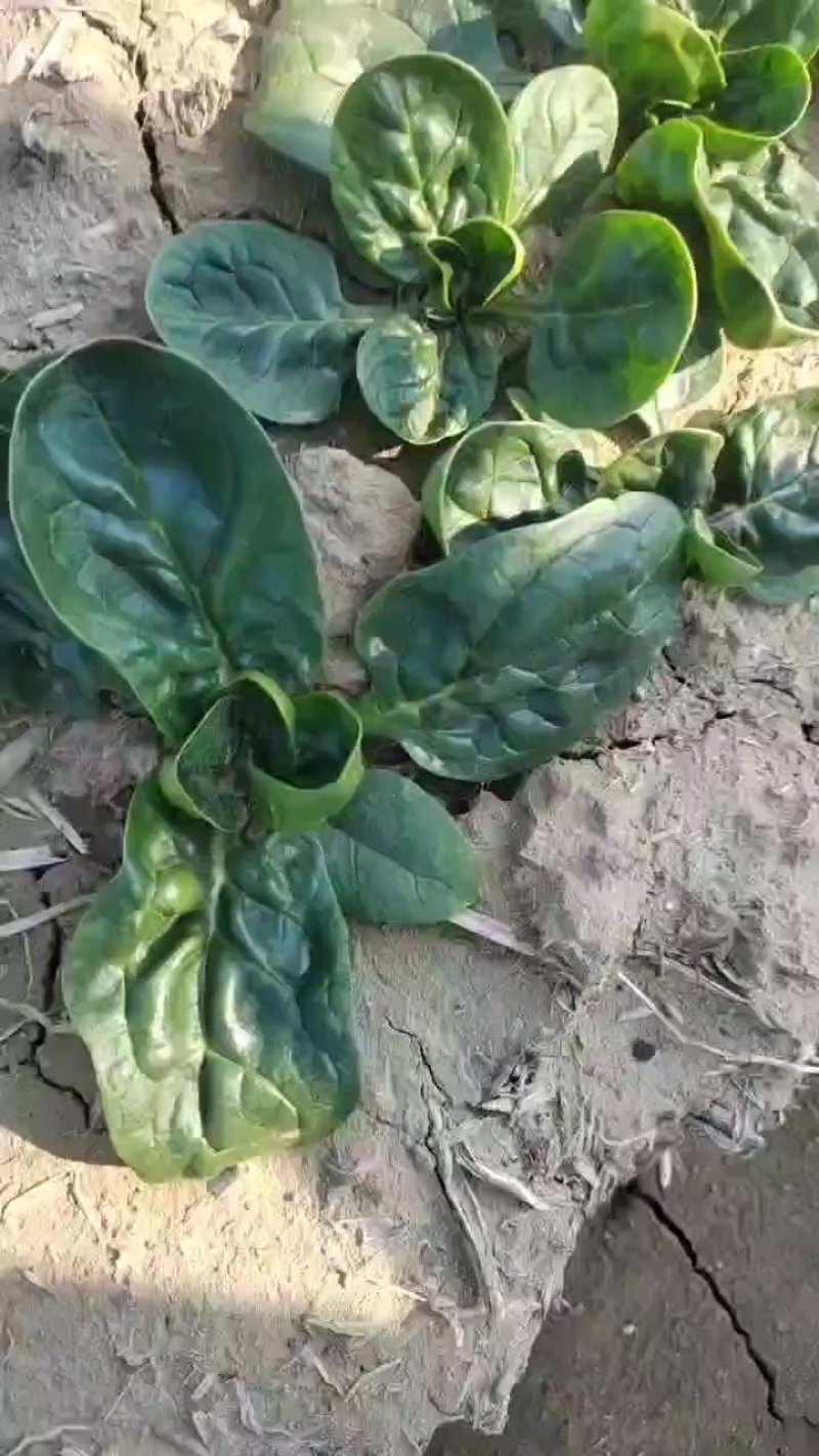 踏地菠菜供商超农贸电商平台