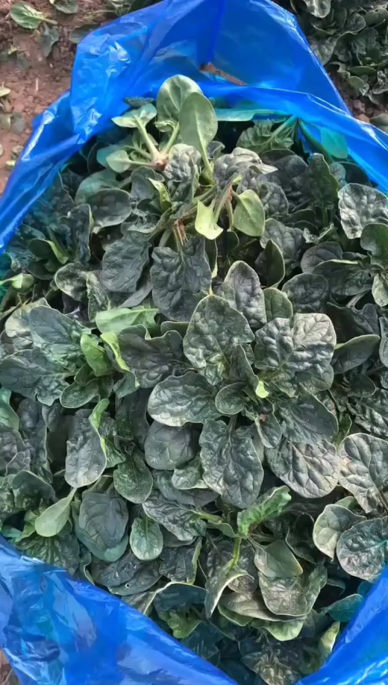 踏地菠菜供商超农贸电商平台