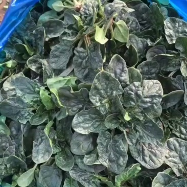 踏地菠菜供商超农贸电商平台