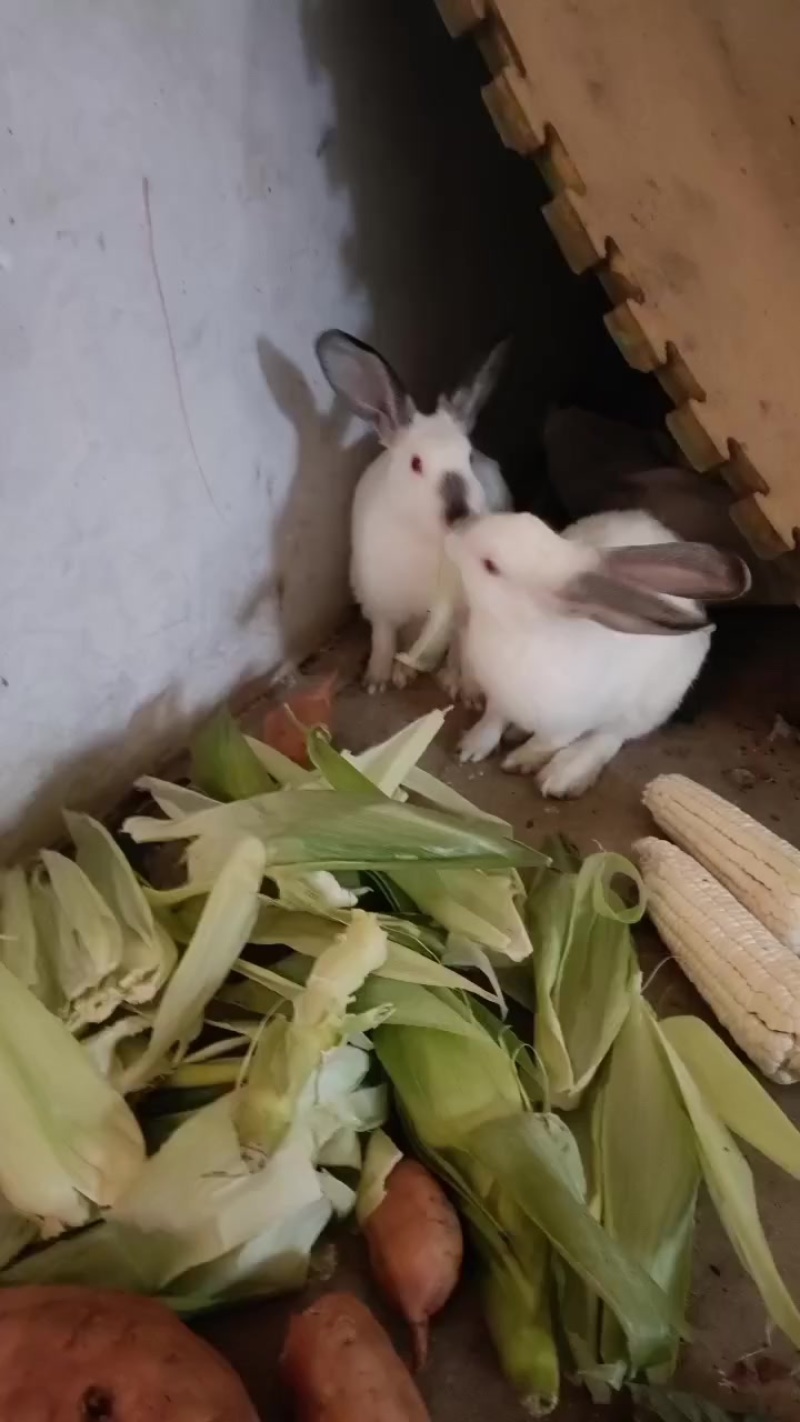 兔子