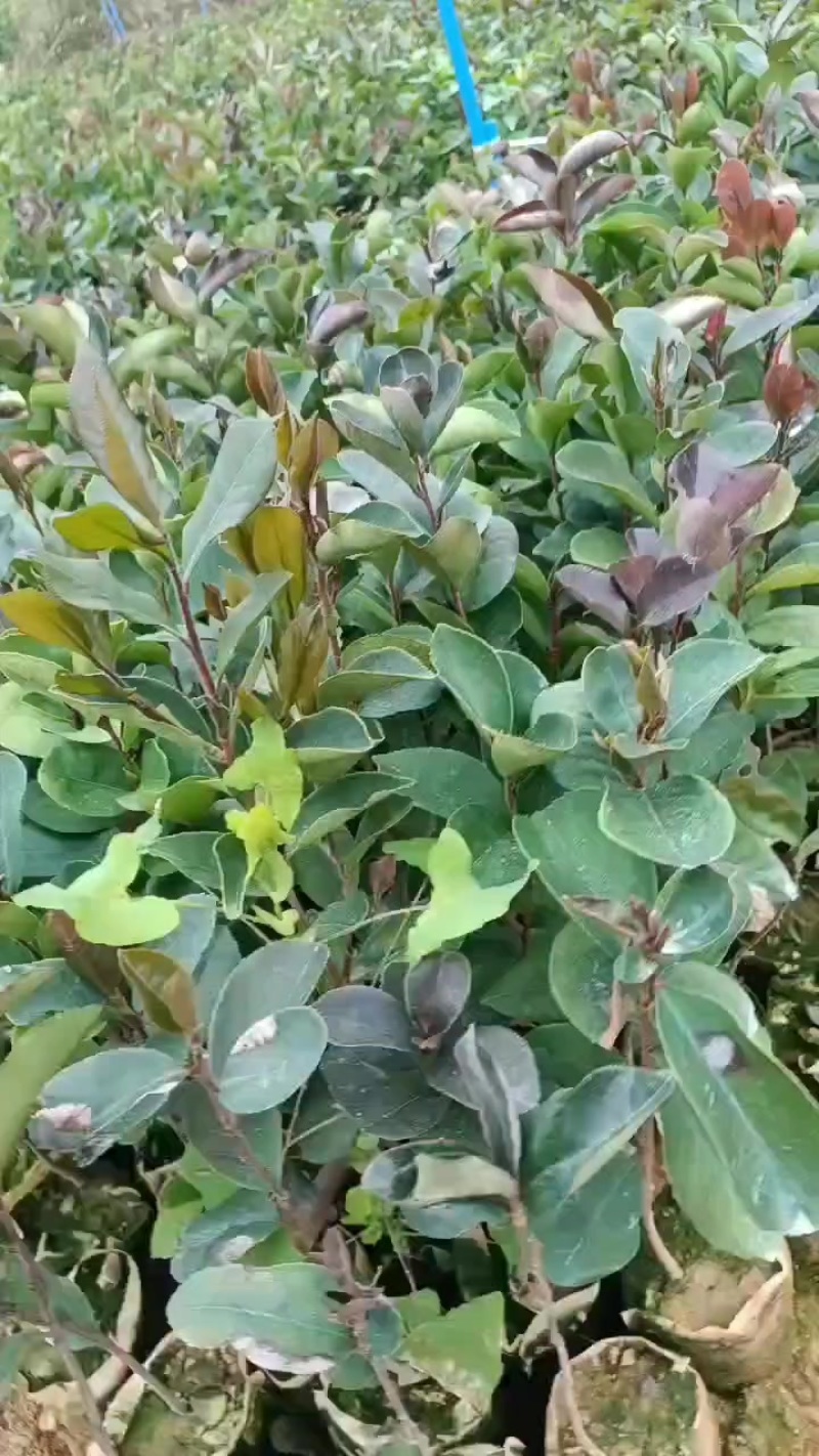 山油茶